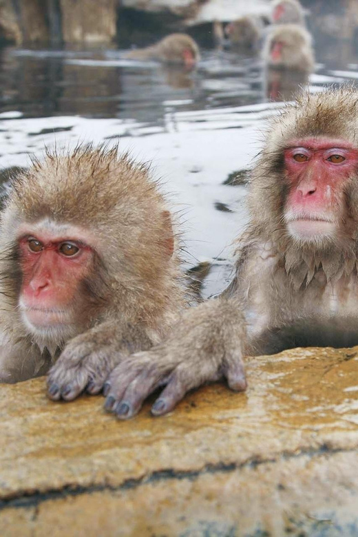 From Tokyo Memorable Snow Monkey Park & Zenkoji Temple Tour. Tour Overview