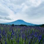 From Tokyo: Mt. Fuji Or Hakone Sightseeing Private Day Tour Tour Overview And Pricing