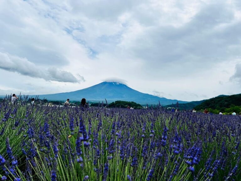 From Tokyo: Mt. Fuji Or Hakone Sightseeing Private Day Tour Tour Overview And Pricing