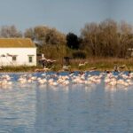 From Valencia: Albufera Tour With Paella, Boat Ride & Walk Tour Overview