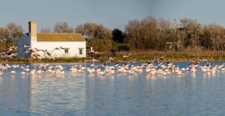 From Valencia: Albufera Tour With Paella, Boat Ride & Walk Tour Overview