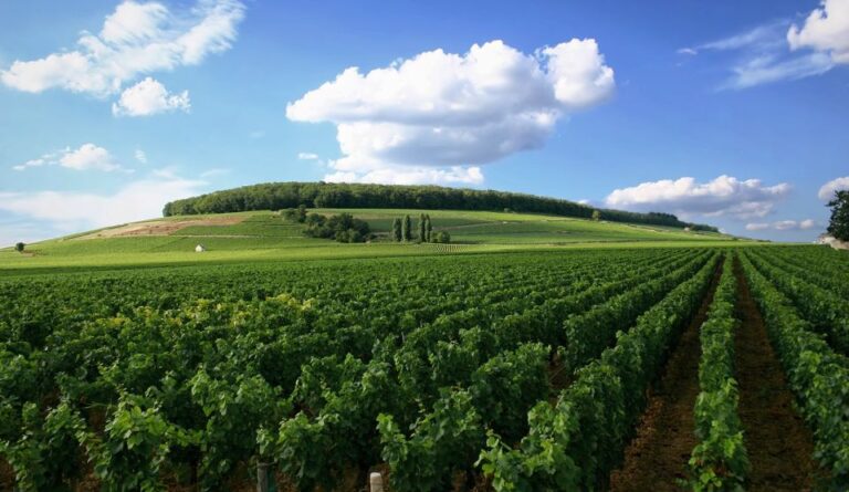 From Washington, Dc: Virginia Wine Country Private Day Trip Tour Overview