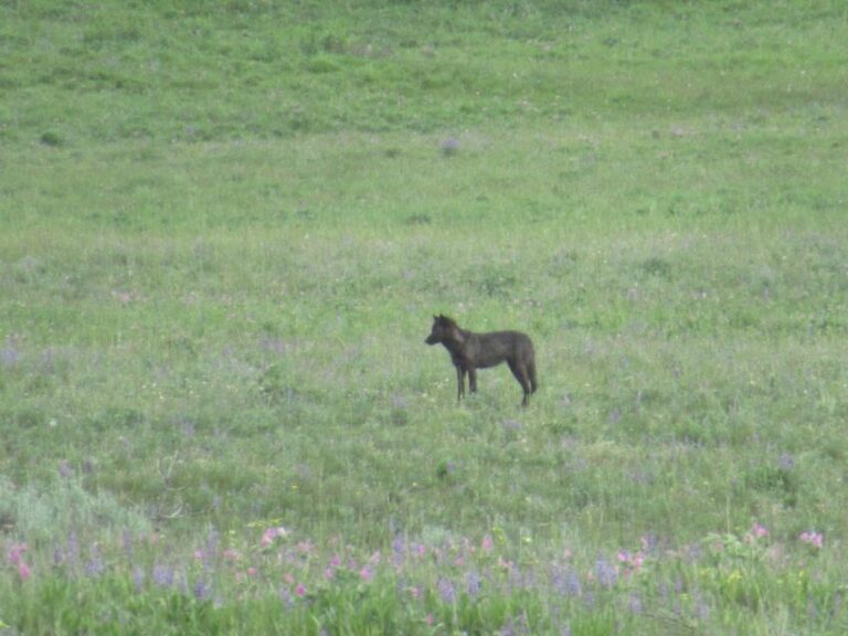 From West Yellowstone: Lamar Valley Wildlife Tour By Van Tour Duration And Pickup Details