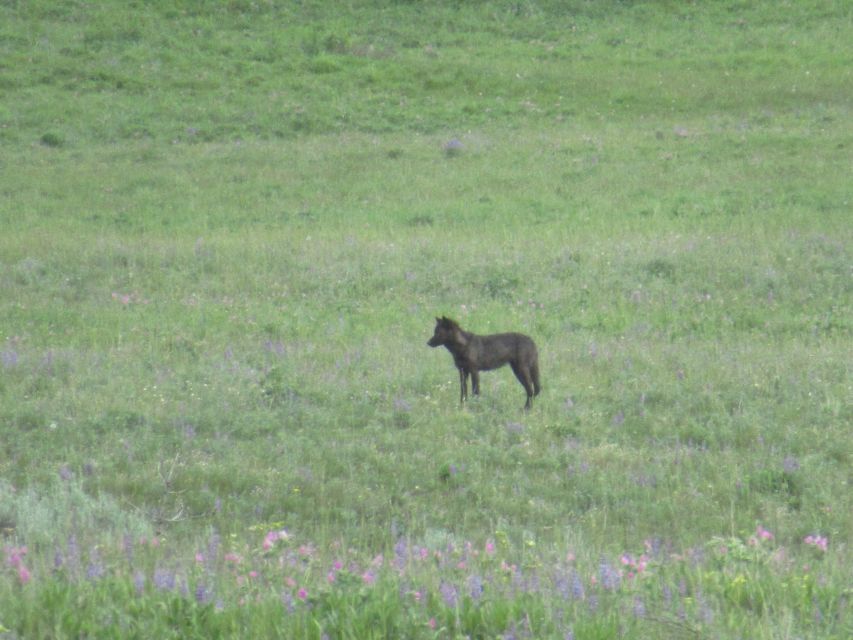 From West Yellowstone: Lamar Valley Wildlife Tour by Van - Tour Duration and Pickup Details