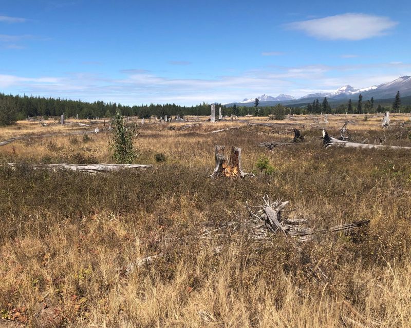 From Whitefish: Glacier National Park & Polebridge Day Tour - Discover Glacier National Parks Wild Beauty