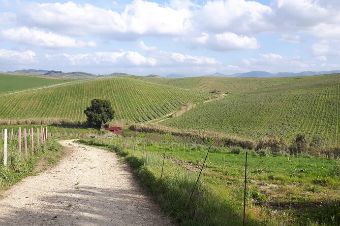 Full-Day Wine Tour in Western Sicily - Tour Overview