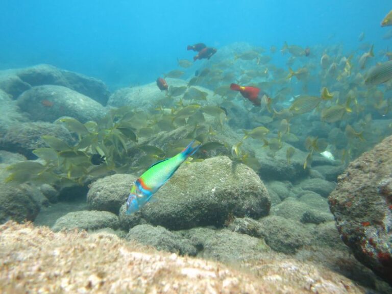 Funchal: Snorkeling Adventure In The Eco Park Location And Pricing