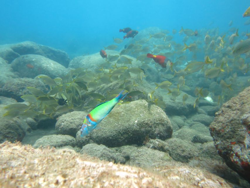 Funchal: Snorkeling Adventure in the Eco-Park - Location and Pricing