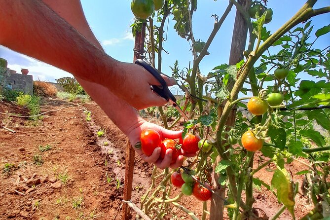 Genuine Madeira Food Experience at Re-Canto - Overview of the Experience