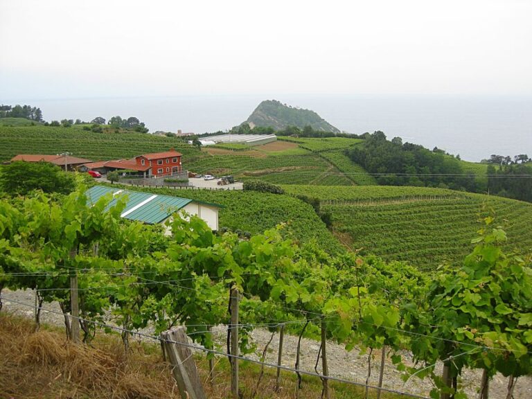 Getaria Txakoli Wine Tour From San Sebastian Tour Overview