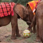 Giraffe Center And David Sheldrick Elephant Orphanage Day Tour From Nairobi Tour Overview