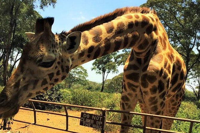 Giraffe Centre and Bomas of Kenya Full-Day Tour From Nairobi - Tour Benefits