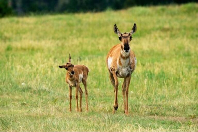 Grand Teton National Park: 4 Hour Guided Wildlife Adventure Overview Of The Adventure