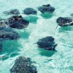 Half Day Private Stingray City Charter In Cayman Islands Private Charter Details