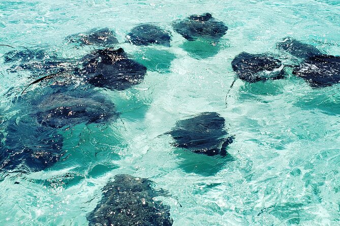 Half Day Private Stingray City Charter In Cayman Islands Private Charter Details