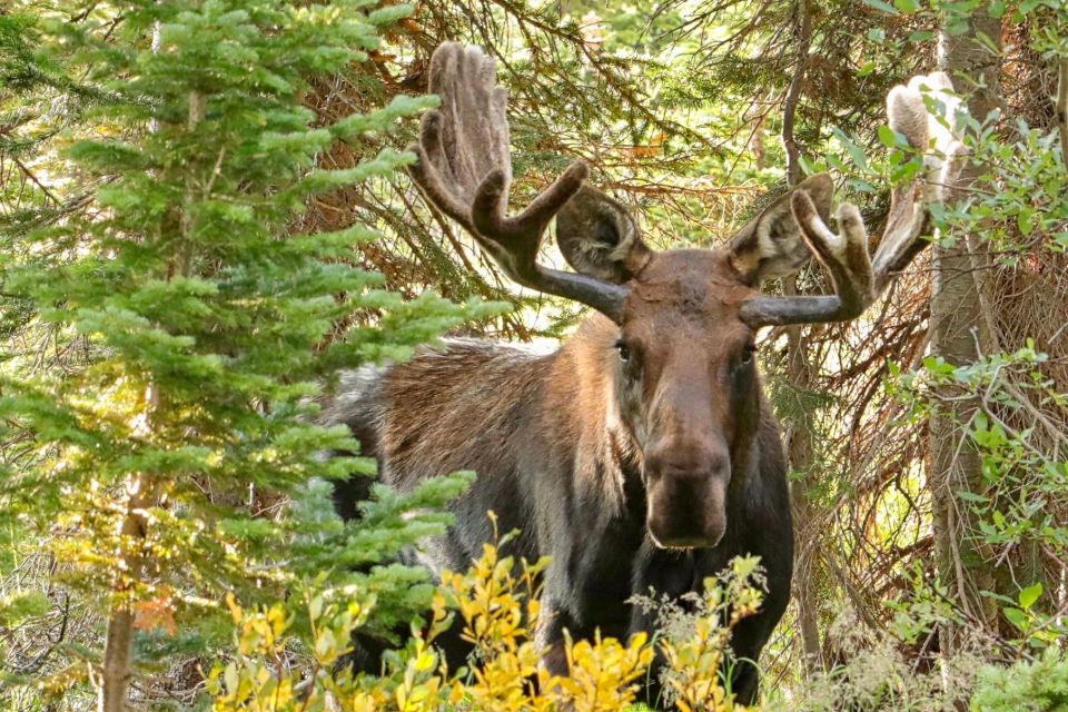 Half-Day RMNP Mountains to Sky Tour-RMNPhotographer - Tour Overview