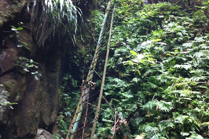 Half Day St. Kitts Rainforest Hike Inclusions And Logistics