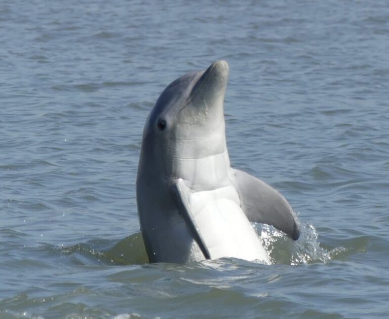 Hilton Head Island: Dolphin And Nature Tour Tour Overview