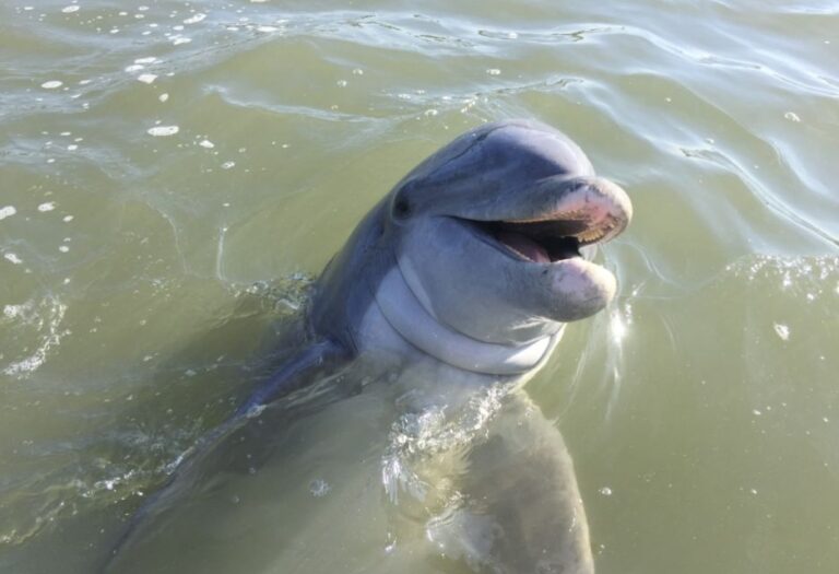 Hilton Head Island: Dolphin Watching Guided Tour By Boat Experience And Itinerary