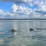 Hilton Head Island: Private Dolphin Watching Boat Tour Tour Overview