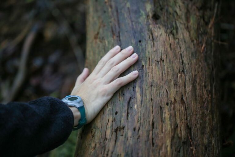 Hiroshima: Hike Up Mt. Omine & Panoramic View With Coffee Activity Overview