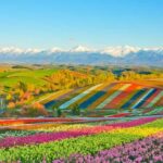 Hokkaido: Biei Blue Pond, Furano Flower Fields Review Overview And Pricing