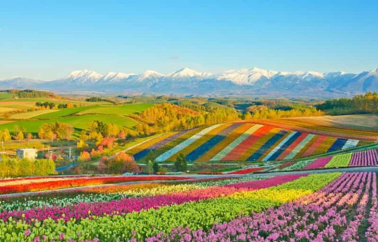 Hokkaido: Biei Blue Pond, Furano Flower Fields Review Overview And Pricing