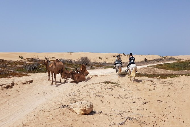 Horse Ride on the Beach in Essaouira - Tour Overview