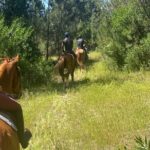 Horse Riding In The Countryside Overview Of The Activity