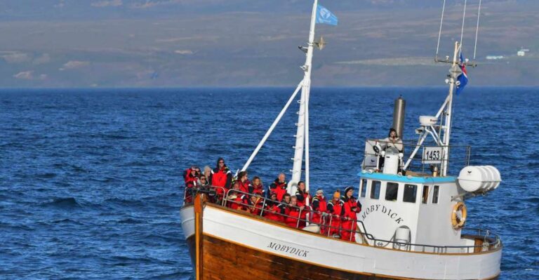 Húsavík: Family Run And Guided Whale Watching Tour Overview Of The Activity