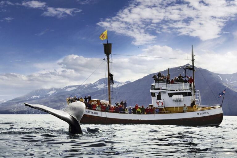 Husavik: Whale Watching Cruise And Puffins Guided Tour Activity Overview