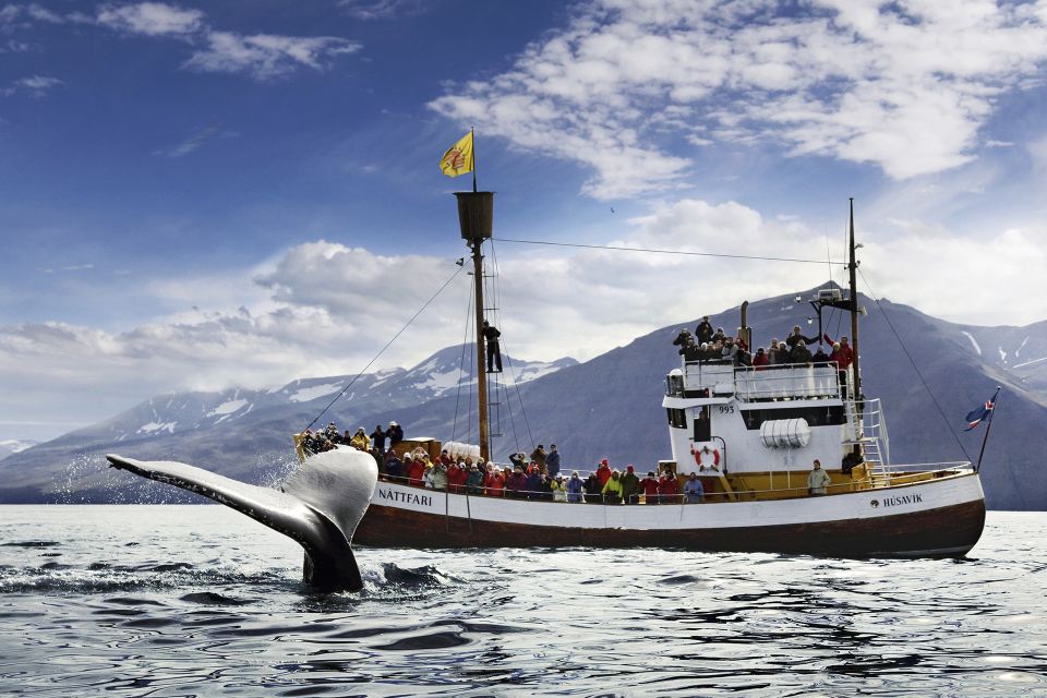 Husavik: Whale-Watching Cruise and Puffins Guided Tour - Activity Overview