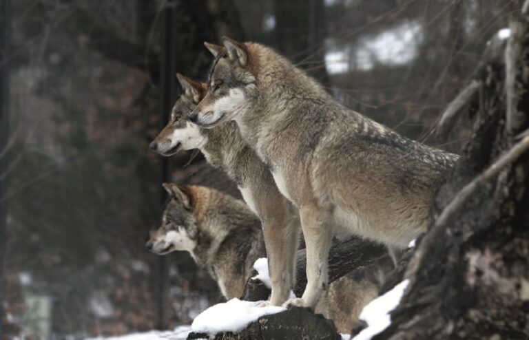 Innsbruck: Alpenzoo & Top Of Innsbruck Combination Ticket Discover Innsbrucks Wildlife