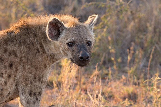 Isimangaliso Sunset Game Drive - Discover Isimangaliso Wetland Park