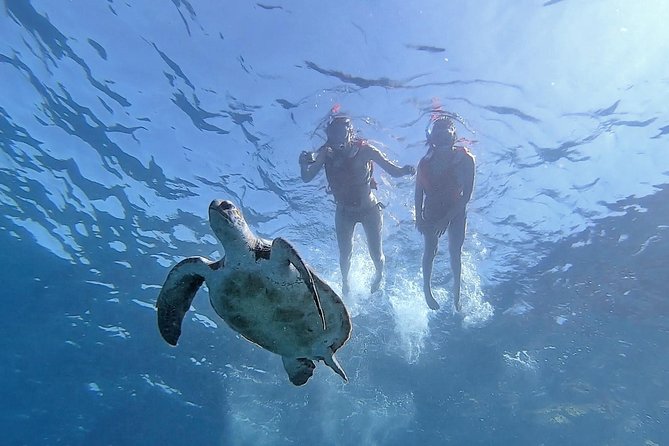 Kayak With Dolphin & Turtle Watching Private Tour - Inclusions