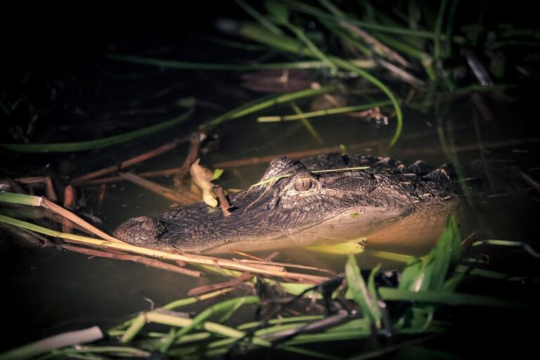 Kissimmee: Boggy Creek Airboats Adventures Night Tour Ticket Tour Overview