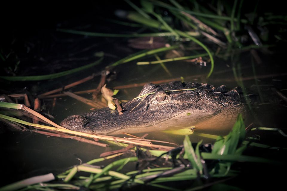 Kissimmee: Boggy Creek Airboats Adventures Night Tour Ticket - Tour Overview