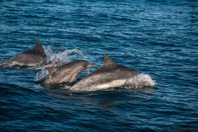 Knysna Marine Life & Garden Route Coastline Experience Tour Overview