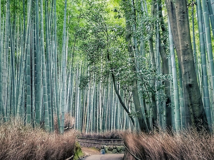 Kyoto and Nara Golden Route Tour Review - Tour Overview