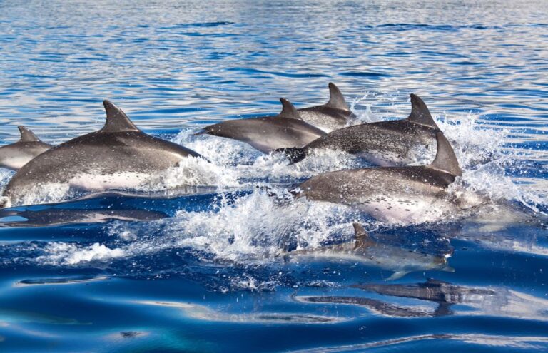 Lagos: Dolphin Watching Tour Tour Overview And Experience