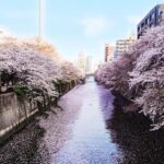 Licensed Guide Tokyo Meguro Cherry Blossom Walking Tour Tour Overview