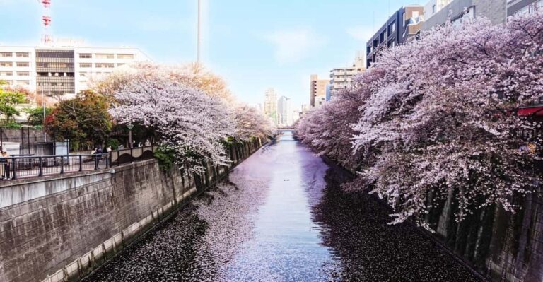 Licensed Guide Tokyo Meguro Cherry Blossom Walking Tour Tour Overview