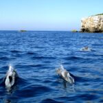 Lisbon: Arrábida Natural Park Dolphin Watching Boat Tour Tour Overview