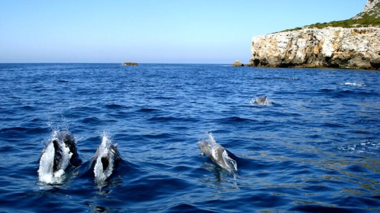 Lisbon: Arrábida Natural Park Dolphin Watching Boat Tour Tour Overview