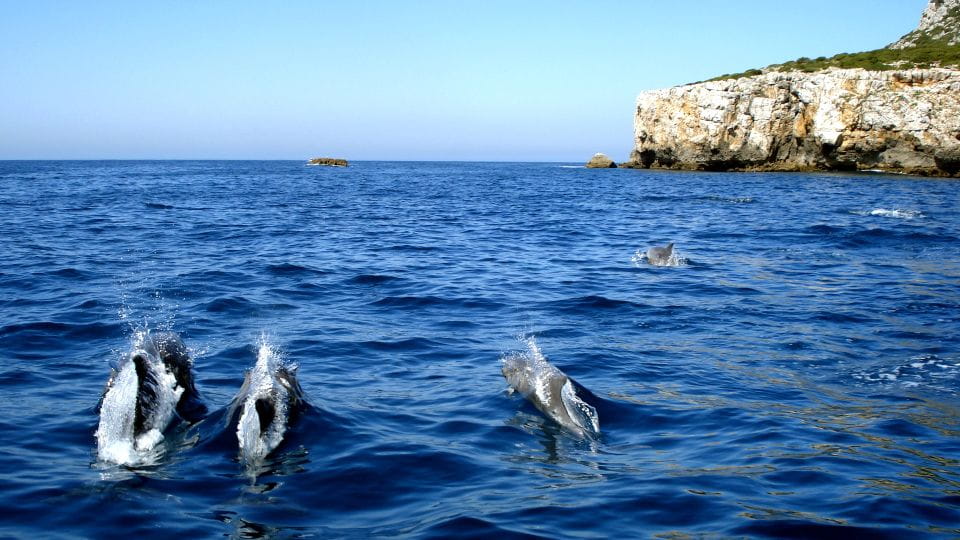 Lisbon: Arrábida Natural Park Dolphin Watching Boat Tour - Tour Overview