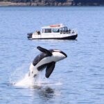 Lopez Island: Whale & Orca Boat Tour Tour Overview