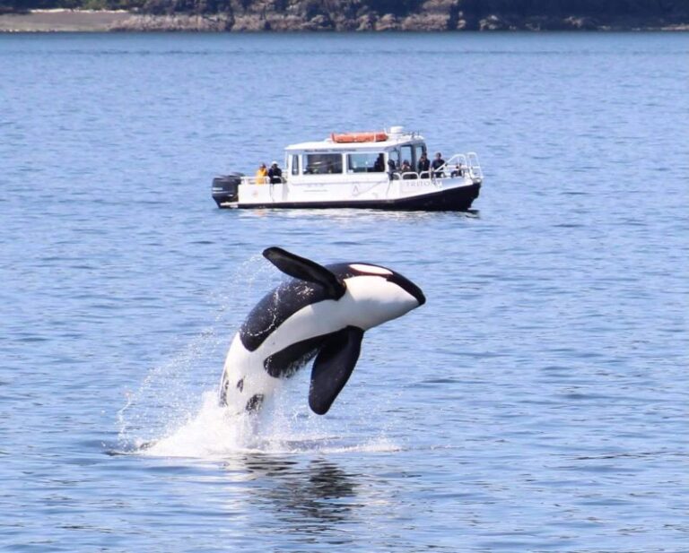 Lopez Island: Whale & Orca Boat Tour Tour Overview