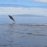 Madeira: Guaranteed Whales Or Dolphins Watching Tour Tour Overview And Pricing