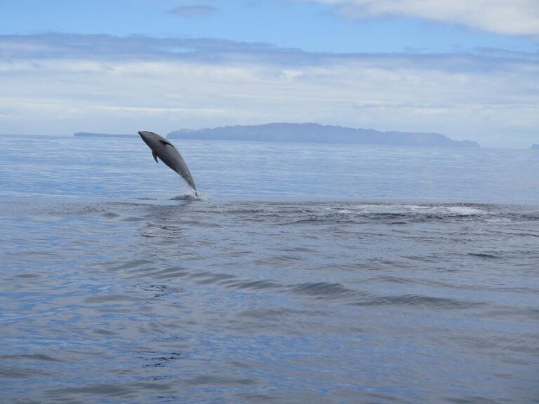 Madeira: Guaranteed Whales Or Dolphins Watching Tour Tour Overview And Pricing