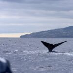 Madeira: Whale And Dolphin Watching Boat Tour From Machico Tour Duration And Schedule